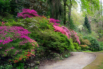 Wall Mural - Beautiful Garden with blooming trees and bushes during spring time, Wales, UK, early spring flowering azalea shrubs