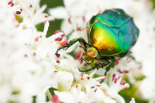 Beetle On A Flower,  Green Rose Chafer, Cetonia Aurata
