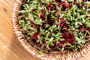 Wall Mural - Radish microgreens