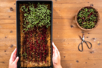 Wall Mural - Radish microgreens