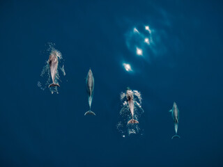 Wall Mural - Aerial view of Bottlenose dolphins in blue sea water. Aquatic animals in Black sea