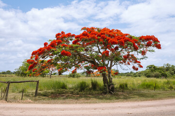 Bright red tree in countryside