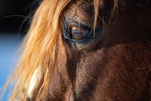 Close Up Of A Horse's Face. Åland Islands, Finland