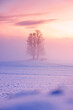 tilia tree standing in mist during winter with a colorful sunset on Ballenbühl in Emmental