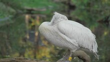 Dalmatian Pelican (Pelecanus Crispus) Rests With Its Beack Into Feathers