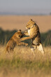 © Designpics - Two lionesses (Panthera leo) play fighting on hind legs, Maasai Mara National Reserve; Kenya