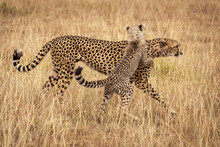Cheetah (Acinonyx Jubatus) Cub On Hind Legs Wrestles With Cheetah, Maasai Mara National Reserve; Kenya
