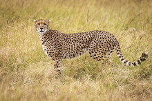 Cheetah (Acinonyx Jubatus) Stands In Profile In Long Grass, Maasai Mara National Reserve; Kenya