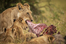 Close-up Of Lioness (Panthera Leo) And Cubs Eating Kill, Maasai Mara National Reserve; Kenya