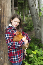 Girl Holding A Chicken (Gallus Gallus Domesticus); Salmon Arm, British Columbia, Canada