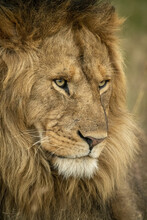 Close-up Of Male Lion (Panthera Leo) Head Facing Right, Serengeti National Park; Tanzania