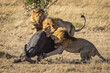 © Designpics - Three male lions (Panthera leo) take down Cape buffalo (Syncerus caffer), Serengeti; Tanzania