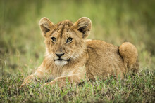 Lion Cub (Panthera Leo) Lies In Grass Looking Left, Serengeti; Tanzania