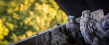 A Panoramic Shot Of Two Young Falcons With Curious Eyes