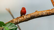 Small red bird on a tree limb