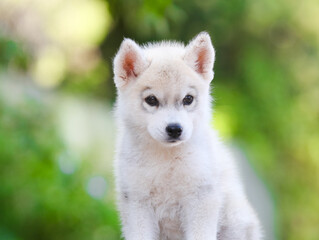 Beautiful siberian husky puppy in the park