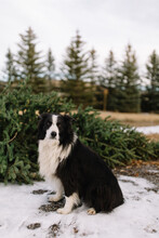 Border Collie Dog Sitting In Front Of Freshly Cut Christmas Tree