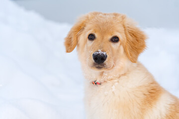 Wall Mural - Hovawart golden puppy at winter. A portrait of a cute Golden Retriever dog sitting in snow.