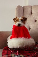 Wall Mural - Wire Haired Jack Russell Terrier puppy as Christmas present. The cutest rough coated pup with Santa's hat. Close up, copy space, background.