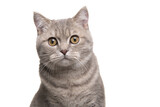 Fototapeta Zwierzęta - Portrait of a pretty silver tabby british shorthair cat looking at the camera isolated on a white background