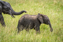 African Bush Elephant Calf (Loxodonta Africana) Ahead Of Mother, Klein's Camp, Serengeti National Park; Tanzania