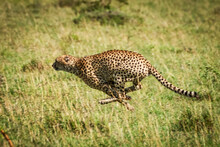 Cheetah (Acinonyx Jubatus) At Full Speed With Legs Bunched, Klein's Camp, Serengeti National Park; Tanzania