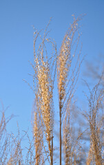  Close-up of grass (Miscanthus sinensis) in the wind on a winter sunny day.
