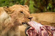 Close-up Of Lioness (Panthera Leo) Pulling Meat From Carcase, Cottar's 1920s Safari Camp, Maasai Mara National Reserve; Kenya