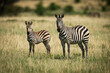 Mother zebra and foal (Equus quagga) stand watching camera, Klein's Camp, Serengeti National Park; Tanzania