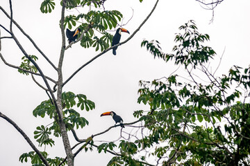 toucan on a tree branch in the amazon forest