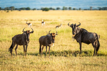 Three Blue Wildebeest (Connochaetes Taurinus) Stand Staring At Camera, Grumeti Serengeti Tented Camp, Serengeti National Park; Tanzanai