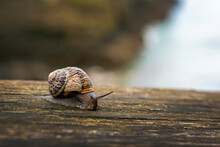 Close Up Of A Snail On A Wooden Fence; Cornwall County, England