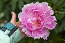 A Woman's Hand Touching A Giant Pink Peony Blossom On A Plant, Fleetwood Park; Surrey, British Columbia, Canada