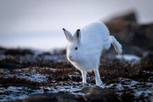 Arctic Hare (Lepus Arcticus) Crosses Tundra Kicking Up Snow; Arviat, Nunavut, Canada