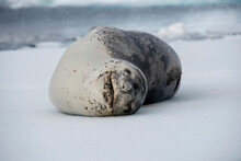 Portrait Of Leopard Seal (Hydrurga Leptonyx) Resting On Ice Floe At Antarctica's Booth Island; Antarctica
