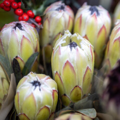 Wall Mural - White King Protea or protea cynaroides is flowering with large buds. square frame