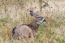 Two Young White Tailed Deer, Odocoileus Virginianus, Resting In A Meadow.; Big Meadows, Shenandoah National Park, Virginia.