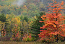 Colorful Trees And A Foggy Hillside In Acadia National Park.; Acadia National Park, Mount Desert Island, Maine.