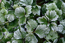 Trifoliate Leaves Covered In Hoarfrost After A Night-freeze.; Arlington, Massachusetts, USA.