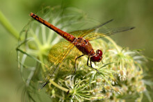 A Band-winged Meadowhawk, Sympetrum Semicinctum, Perches On A Fruiting Queen Anne's Lace.; Arlington, Massachusetts, USA.