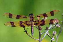 A Male Halloween Pennant Dragonfly Perched On Twigs.; Arlington, Massachusetts, USA.