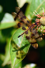 A Female Halloween Pennant Dragonfly Rests On A Buttonbush Flower.; Arlington, Massachusetts, USA.