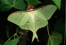 The Large And Beautiful Luna Moth (Actias Luna).; Kentucky