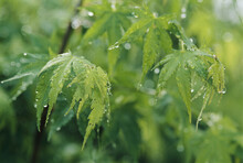 A Japanese Maple Tree (Acer Palmatum) With Dew Drops.; Gresham, Oregon.