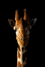 Close-up Of Reticulated Giraffe (Giraffa Camelopardalis Reticulata) Against Black Background; Segera, Laikipia, Kenya
