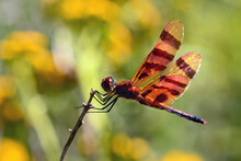 A Male Halloween Pennant Dragonfly Perches On A Twig.; Arlington, Massachusetts, USA.