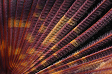 A Close View Of The Colorful Tentacles Of A Feather Duster Worm.; Kaneohe Bay, Coconut Island, Hawaiian Islands.