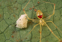 Closeup Of The Happy Face Spider Theridion Grallator Guarding Her Eggs; Maui, Hawaiian Islands.