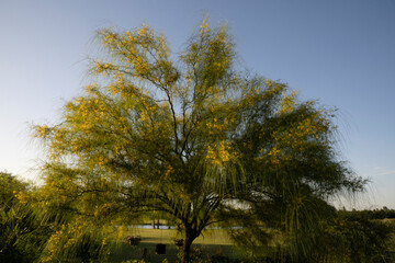 Wall Mural - view of a parkinsonia aculeata, also known as cina cina tree, with beautiful green leaves and yellow