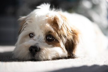 Wall Mural - Lhasa Apso puppy